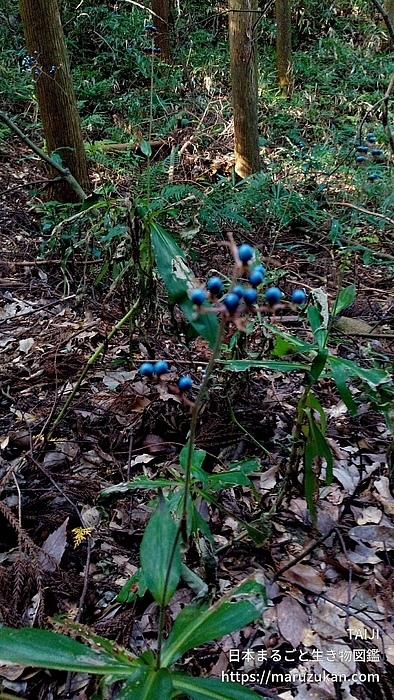 ヤブミョウガ