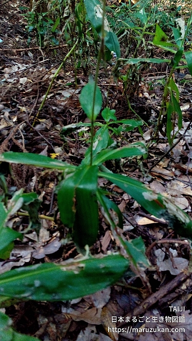 ヤブミョウガ