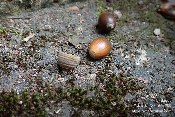 シラカシ