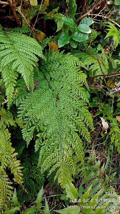 リョウメンシダ