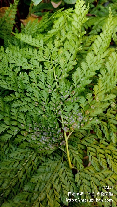 リョウメンシダ
