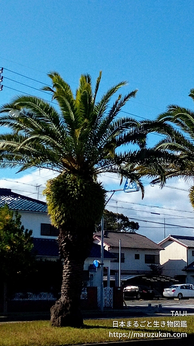 カナリーヤシ