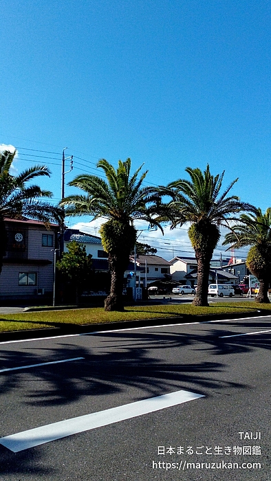 カナリーヤシ