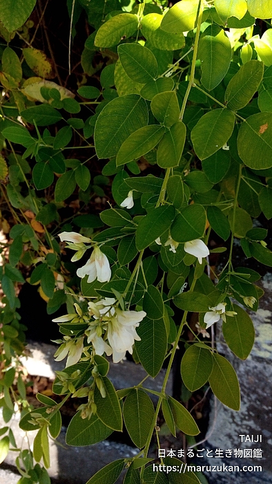 シロバナハギ