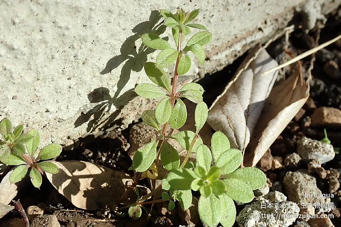 ヤエムグラの写真