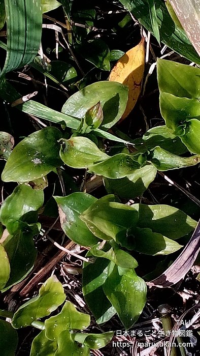 マルバツユクサ