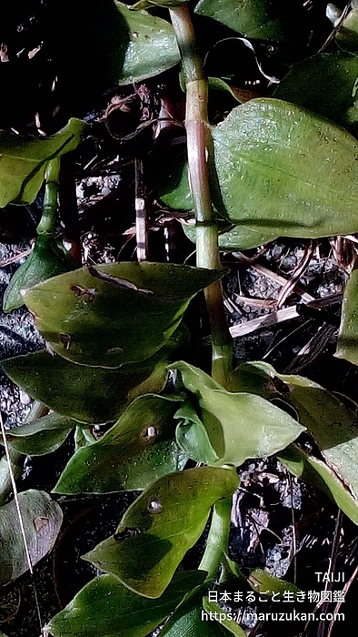 マルバツユクサ