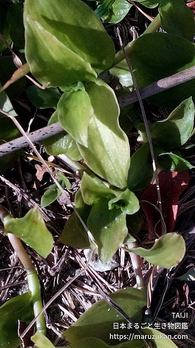 マルバツユクサ