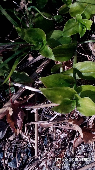 マルバツユクサ