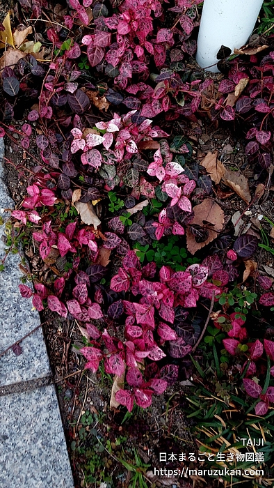 ハツユキカズラ