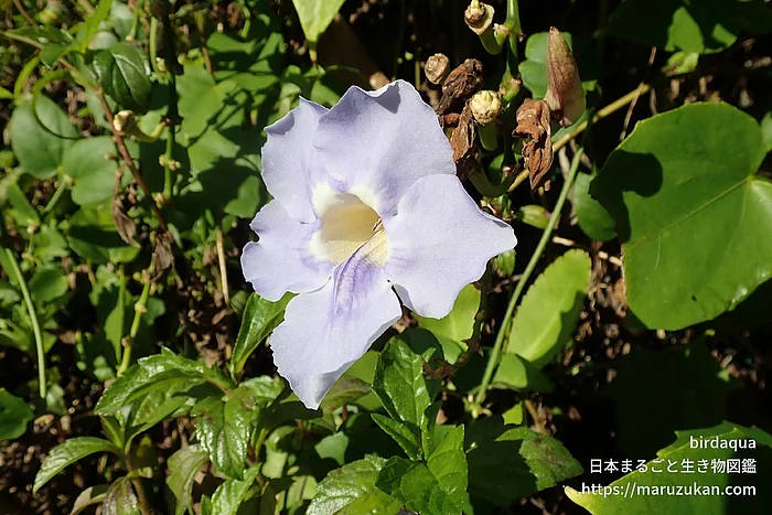 ベンガルヤハズカズラ（花）の写真