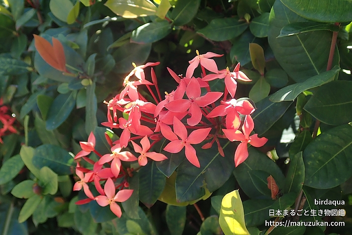 サンタンカ属の一種