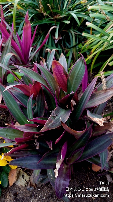 ムラサキオモト