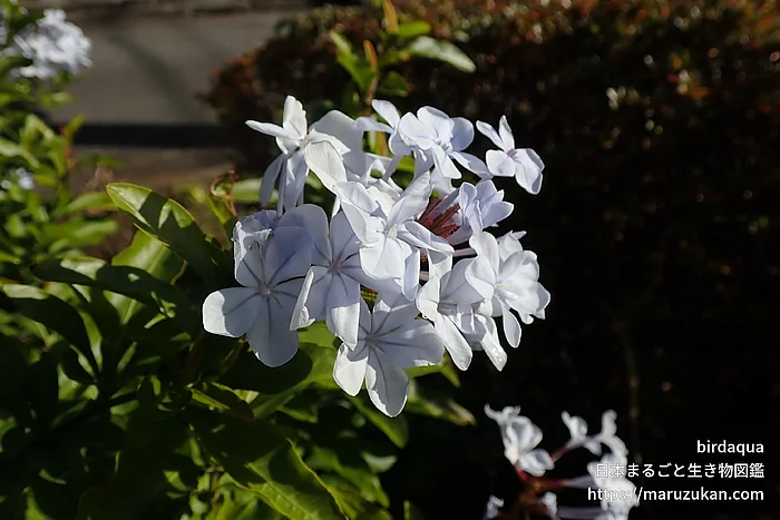 ルリマツリ（花）の写真