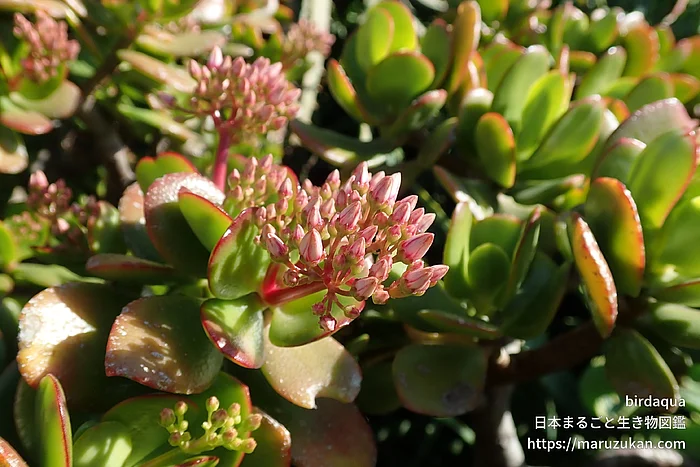フチベニベンケイ（花）の写真