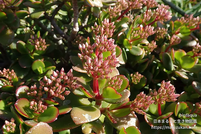 フチベニベンケイ（花）の写真