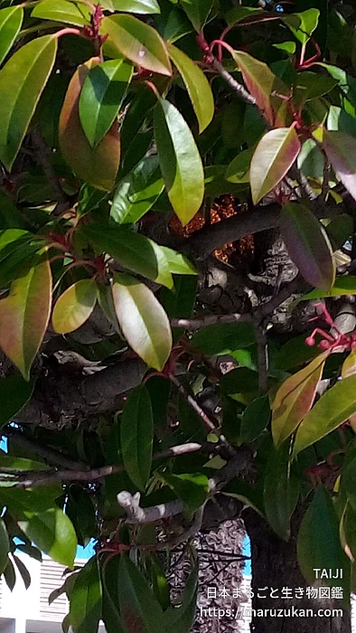 カナメモチの写真