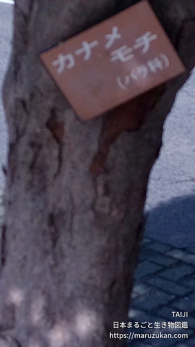 カナメモチの写真