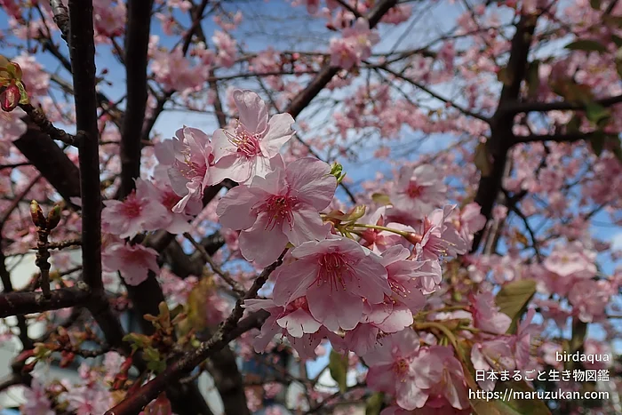 カワヅザクラ（花）の写真