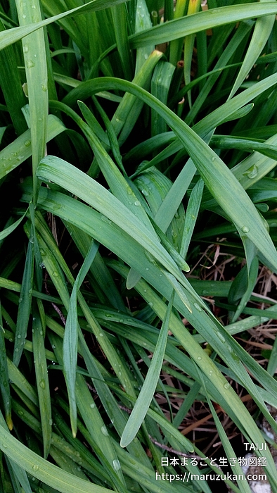 ヤエザキニホンズイセン