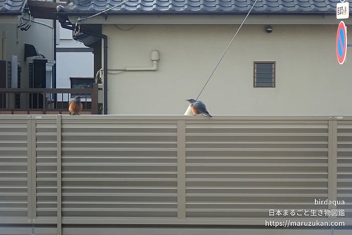 イソヒヨドリ（成体）の写真