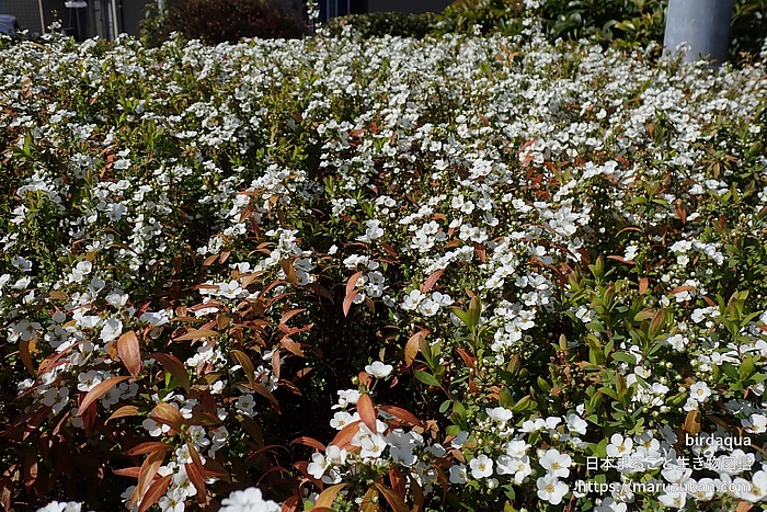 ユキヤナギ