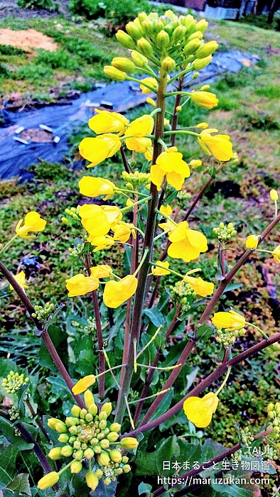 セイヨウアブラナ