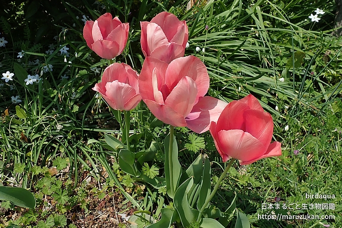 チューリップ