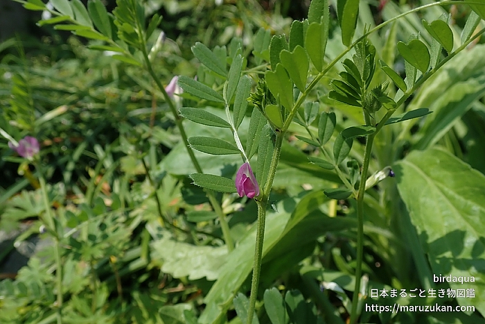 ヤハズエンドウ