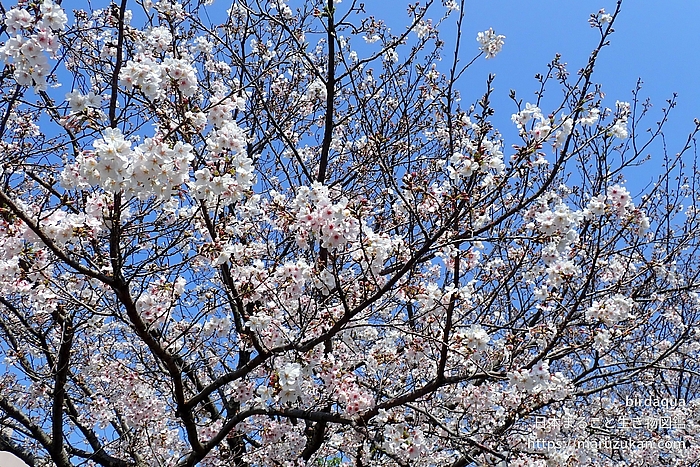 ソメイヨシノ