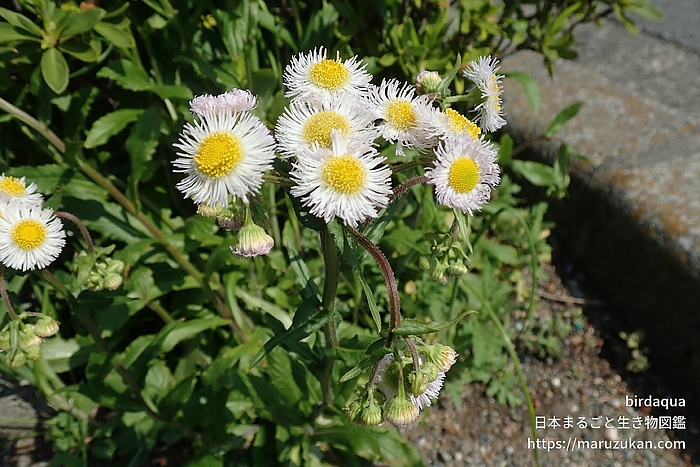 ハルジオン