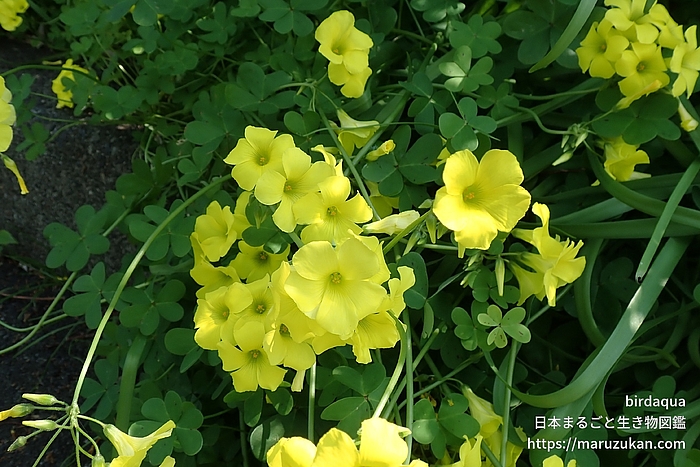 オオキバナカタバミ