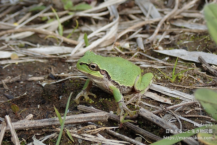 ニホンアマガエル