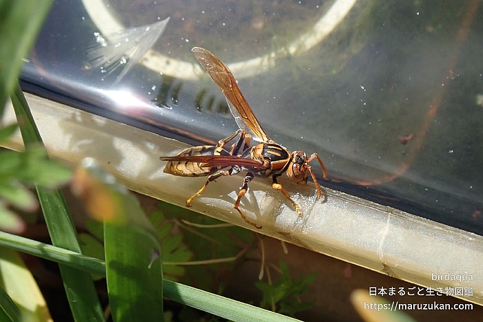セグロアシナガバチ