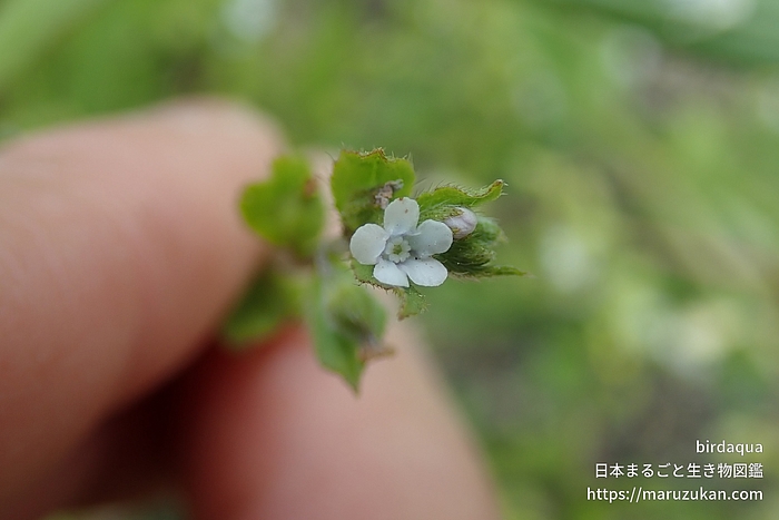 ハナイバナ