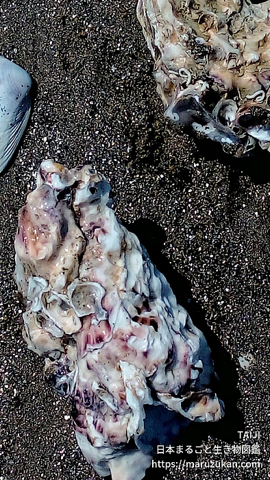 マガキ