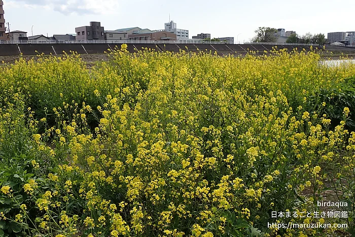 セイヨウアブラナ（花）の写真