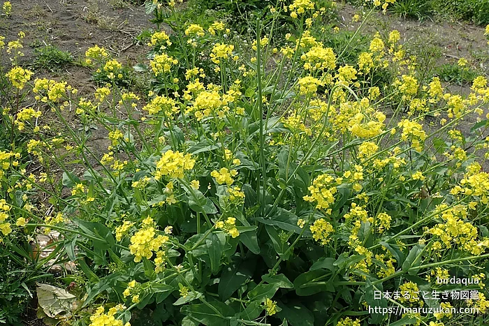 セイヨウアブラナ（花）の写真