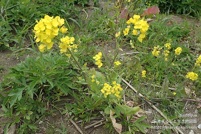 セイヨウアブラナ（花）の写真
