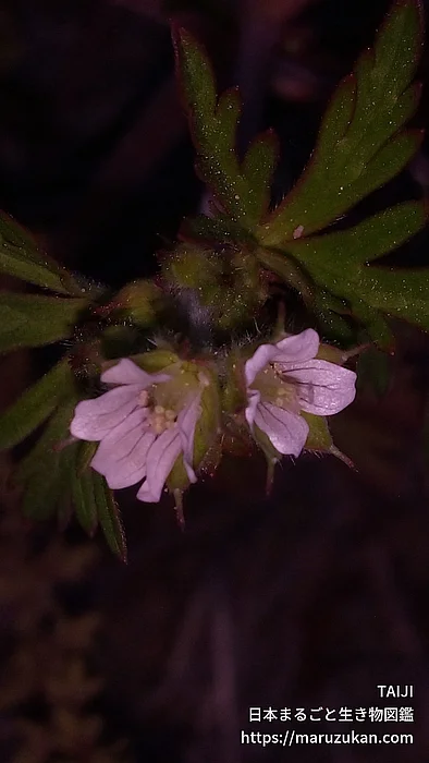 アメリカフウロ（花）の写真