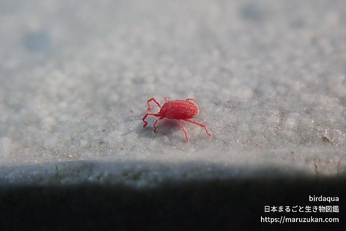 カベアナタカラダニ