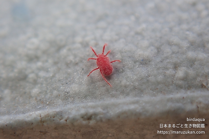 カベアナタカラダニ