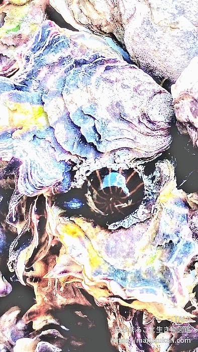 タテジマイソギンチャク
