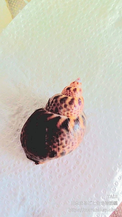 バイ