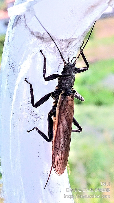 オオヤマカワゲラ