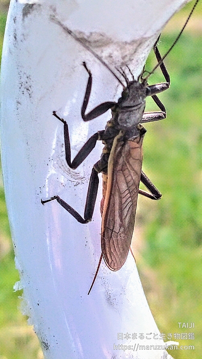 オオヤマカワゲラ