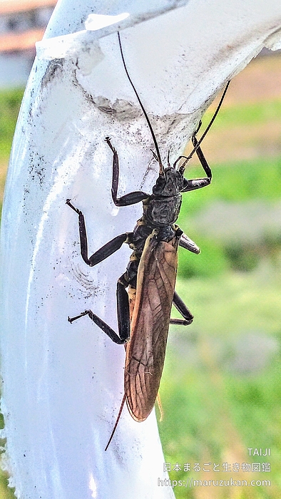 オオヤマカワゲラ