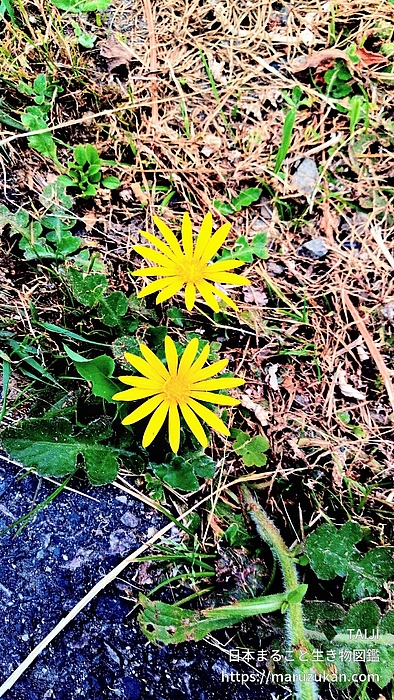 ワタゲツルハナグルマ