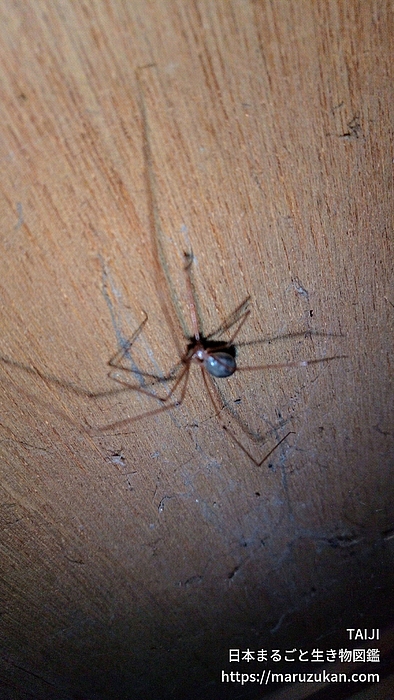 イエユウレイグモ