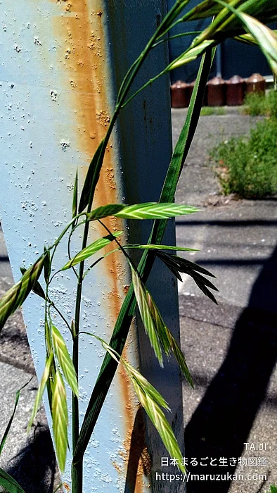 イヌムギ（花・実以外）の写真